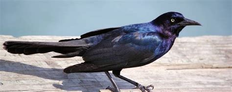 最常见黑色的鸟 - 业百科