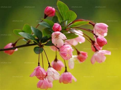 垂丝海棠图片_植物根茎的垂丝海棠图片大全 - 花卉网