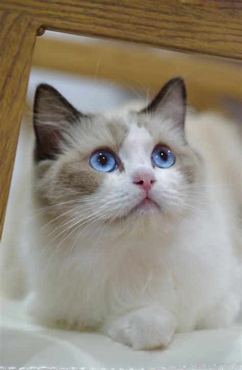 蓝色眼睛的猫有哪些品种？ - 知乎