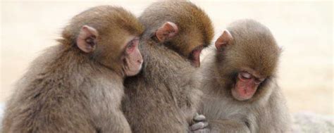 80年属猴每月出生运势，属猴的生于六月-生肖猴-生肖-泰岁易学