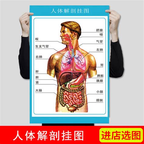 [人体内脏解剖系统示意图医学画海报]-写真/海报印制好货推荐-轻舟网