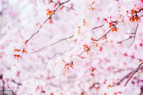 中国古人赏樱及樱花文化，关于樱花的古诗词品读-我爱育娃
