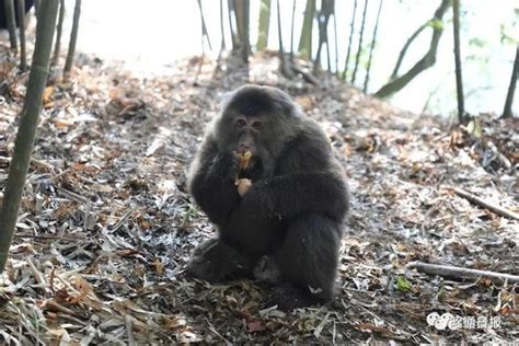藏酋猴被投喂后帮村民“找虱子” 相处融洽其乐融融_新闻频道_中华网
