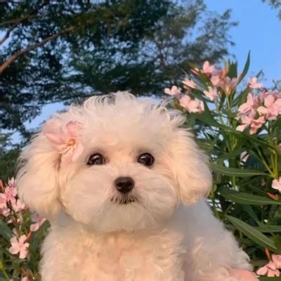 头像欧美狗图片