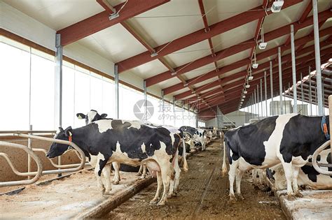 贺兰山下兴旺的奶牛产业-宁夏新闻网