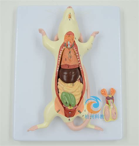 老鼠解剖模型_上海柏州科教设备有限公司