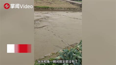 湖北武汉南太子湖出现水体污染导致15万斤鱼死亡