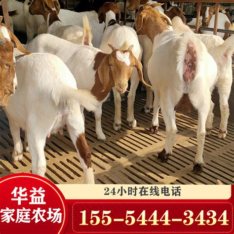 波尔山羊种羊一只多少钱 怀孕母羊价格 羊羔活体 波尔山羊养殖场-阿里巴巴