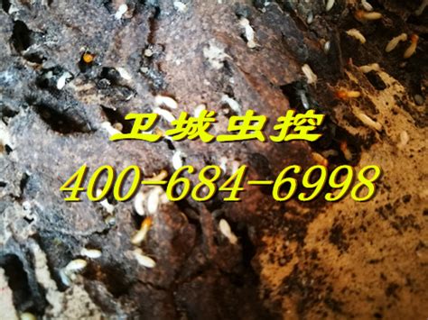 惠州白蚁防治|惠州白蚁防治中心-惠州杀虫公司-惠州市卫城白蚁防治有限公司