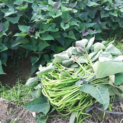 玛莎莉甘薯 西瓜红脱毒地瓜苗 南北方可栽种 秃秃薯业 品质优质
