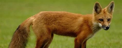 狐狸养殖的注意事项，如何喂饲料 - 农敢网