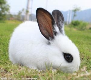 常见的兔子有哪几种（兔子的种类介绍和图片） - 胖萌舍宠物网