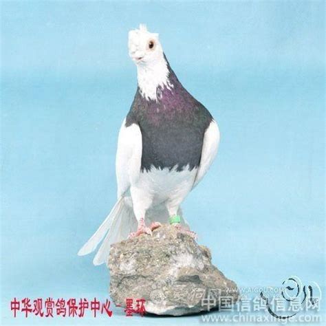 太漂亮了！国外观赏鸽集萃-中国信鸽信息网