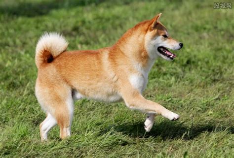 名犬图片