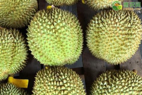 泰国进口新鲜水果金枕头冷冻榴莲果肉250g无核树熟榴莲 各种盒装-阿里巴巴