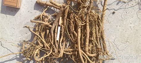 新疆黄芩高产标准化种植技术规程 - 知乎