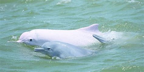 珠海长隆首次展出中华白海豚