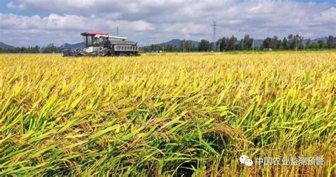 国家统计局：2022年全国早稻播种面积稳中有增 为全年粮食丰收奠定良好基础