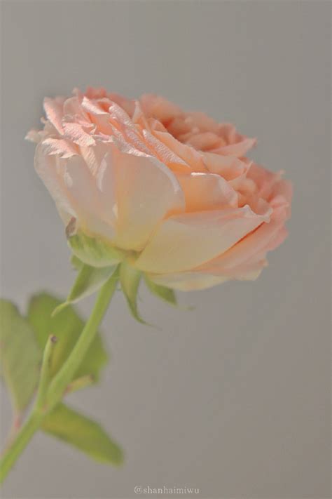 “玫瑰到了花期” 甜系背景图来啦 cr微博… - 高清图片，堆糖，美图壁纸兴趣社区