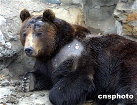 视频丨北京野生动物园回应熊扒车：因求食，观光车很安全 - 西部网（陕西新闻网）