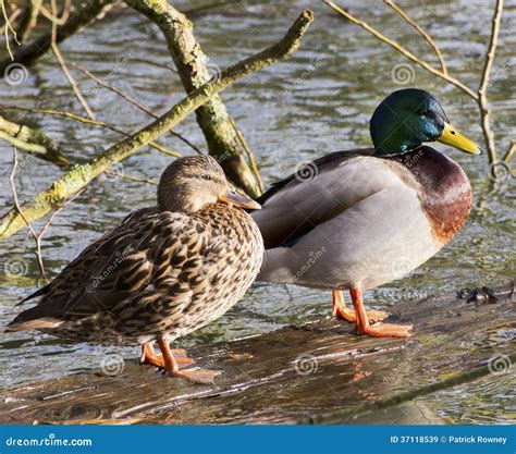 Pair of Mallard Ducks stock image. Image of birds, water - 37118539