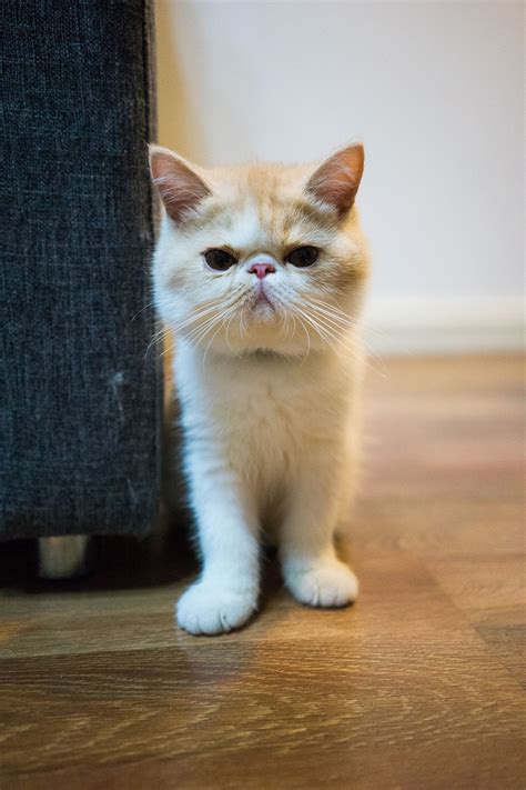 猪咪图片