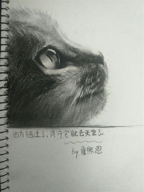 猫的素描头像图片