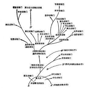 动物最完整的分类图 动物分类全图(3)_配图网