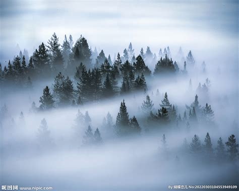 大雾中的森林背景图片免费下载 - 觅知网