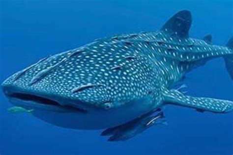 数万头蓝鲸被猎杀,人类保护半个多世纪后,蓝鲸种群恢复了吗?|蓝鲸|南乔治亚岛|种群_新浪新闻