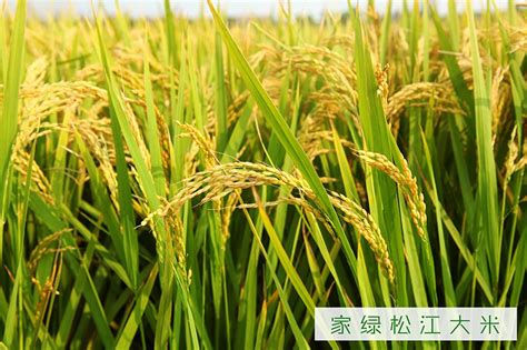 松林大米 - 上海松林食品（集团）有限公司
