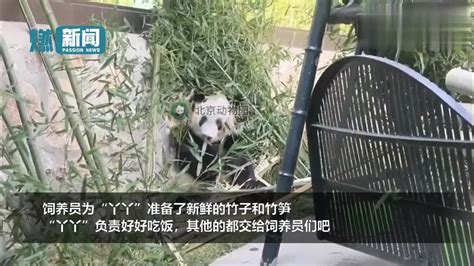 又有新画面！北京动物园官方发布熊猫“丫丫”坐地摇头晃脑啃竹子|佟丽娅|大熊猫_新浪新闻