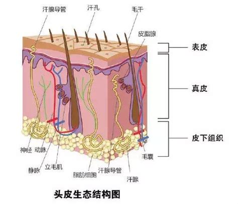 日本理化学研究所开发了制造头发的“毛囊”的大规模扩增方法 - 创健有明中国官网