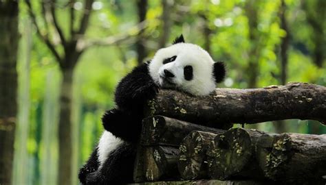 旅法大熊猫“圆梦”将于7月4日回国_凤凰网视频_凤凰网