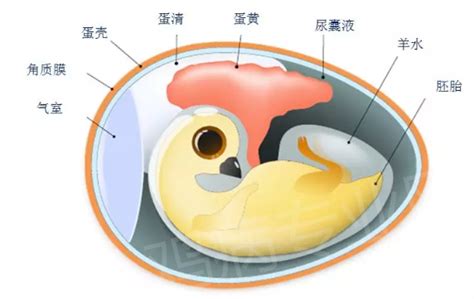 二胚层胚盘的形成示意图,力的示意图,原子示意图_大山谷图库