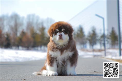赛级阿拉斯加 熊版巨型阿拉斯加幼犬出售 - 宠物交易 - 桂林分类信息 桂林二手市场