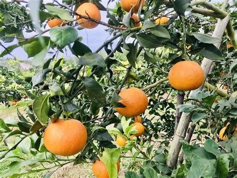 滨江森林公园柑橘采摘活动本周六开启，热门疑问解答来了→_橘子