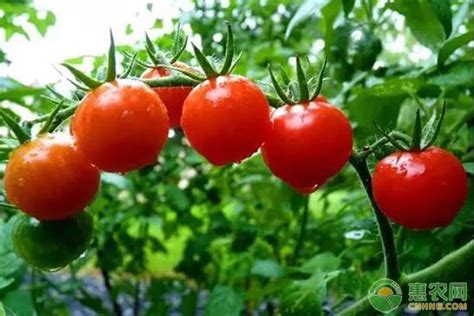 西红柿打叶注意事项，西红柿高产用什么肥料好？ - 知乎