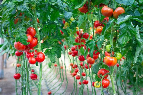 大棚西红柿的种植方法与管理技术，其实没那么难！不妨来学习一下 | 说明书网