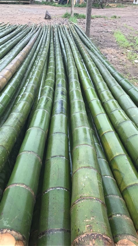 各类大量竹竿量大批发可现做洋毛竹大竹子小竹子大棚竹-阿里巴巴