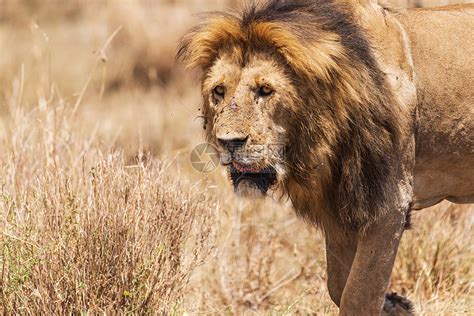 凶猛的狮子高清图片下载-正版图片501354425-摄图网