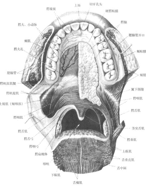 腭咽弓发炎图片