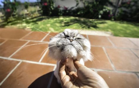 欢乐的百西人Chichilla猫喜欢被女人在暑假的一天用手摸高清图片下载-正版图片504374584-摄图网