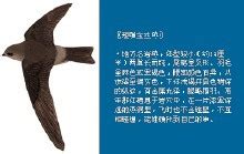 金丝燕图片