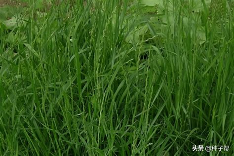 适合北方夏季种植的牧草品种-绿宝园林网