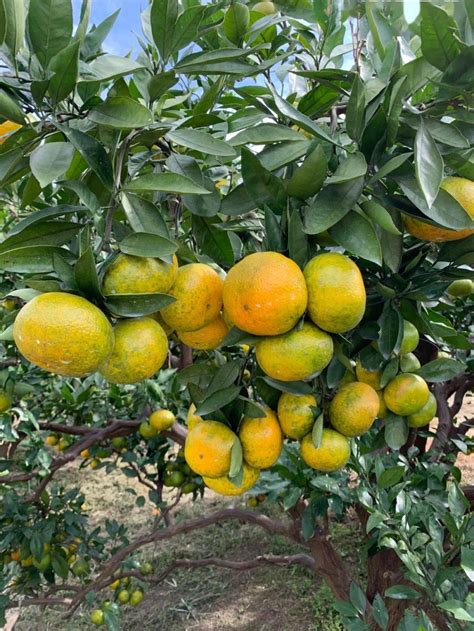 在柑橘种植园采摘柑橘的女人高清图片下载-正版图片502068624-摄图网
