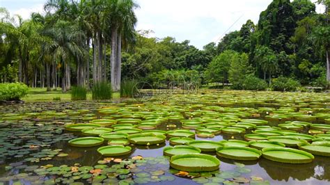 Xishuangbanna Tropical Botanical Garden 西双版纳热带植物园 - GoKunming