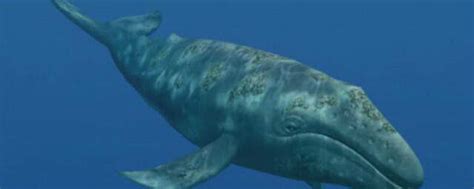 蓝鲸究竟有多大？这么说吧，它的主动脉比你大腿还粗……_萨尔茨堡的鱼_新浪博客