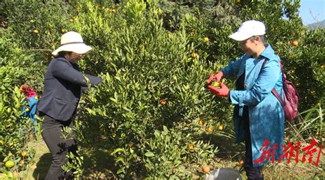 城固县桔园镇柑橘园里游客正在采摘柑橘-->陕西科技报