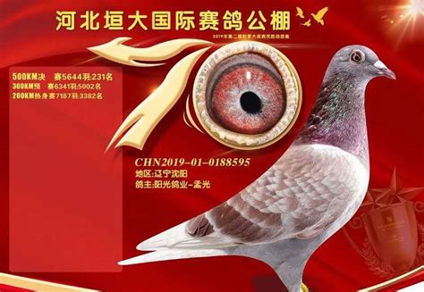 北京鸽友50万拍回的信鸽被偷 海淀公安发布防盗指南